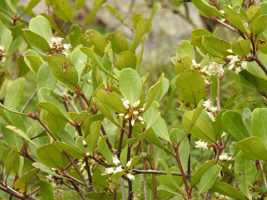 DSCN4231 - Flower of Aegiceras corniculatum (Linn.) Blanco 桐花樹