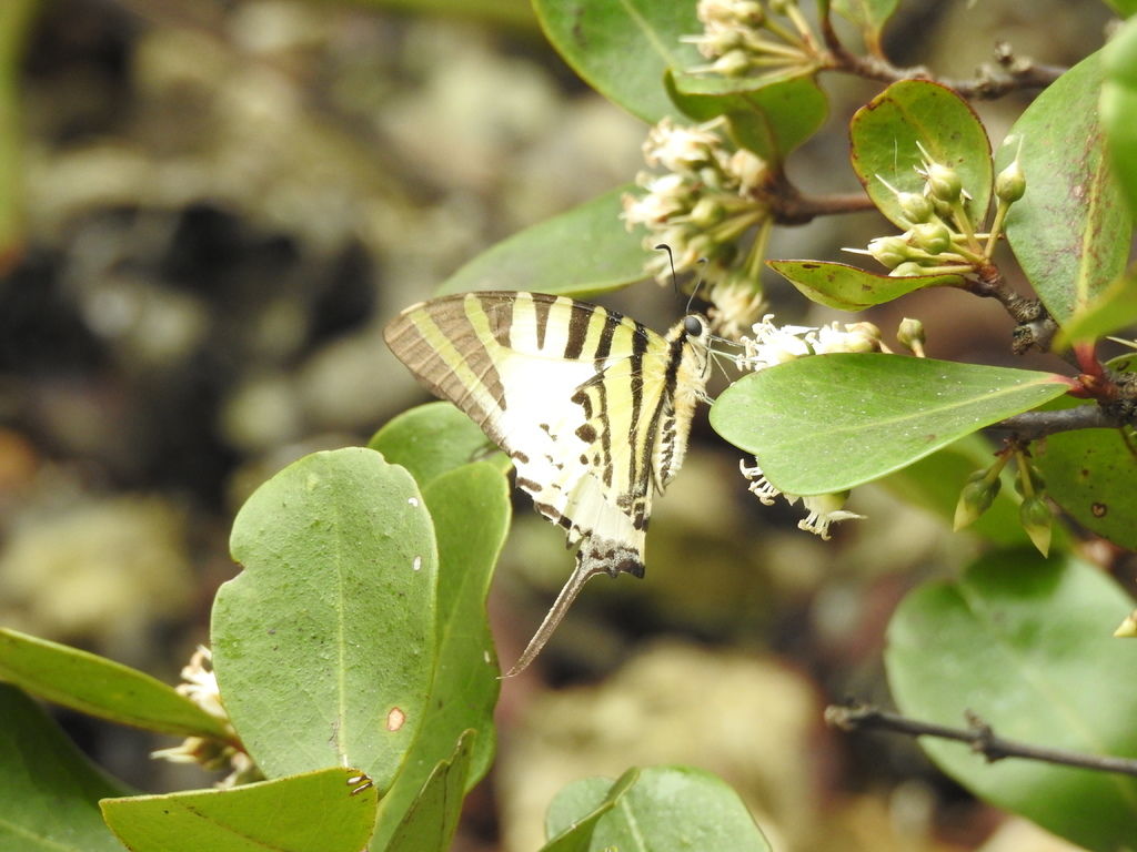 DSCN4319.JPG - Pathysa antiphates (Five-bar Swordtail) 綠鳳蝶