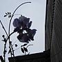 s-日本紫藤-110323.jpg s-日本紫藤-110323.jpg