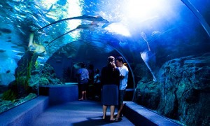 IG-A-Aquarium-O_SiamOceanWorld_003-500x300-300x180.jpg