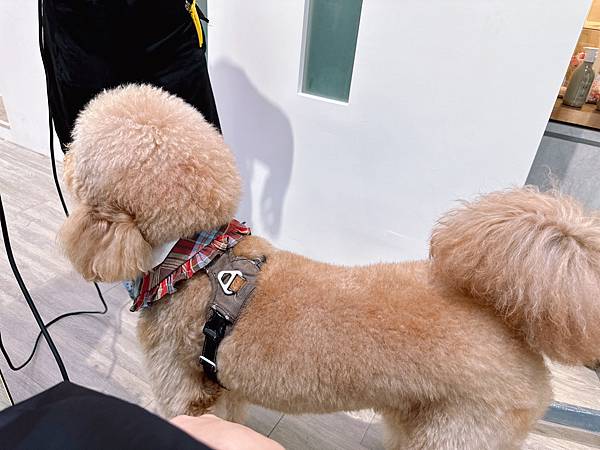 VS Hair｜台中髮廊｜西屯區最像動物園的理髮廳，來店看卡