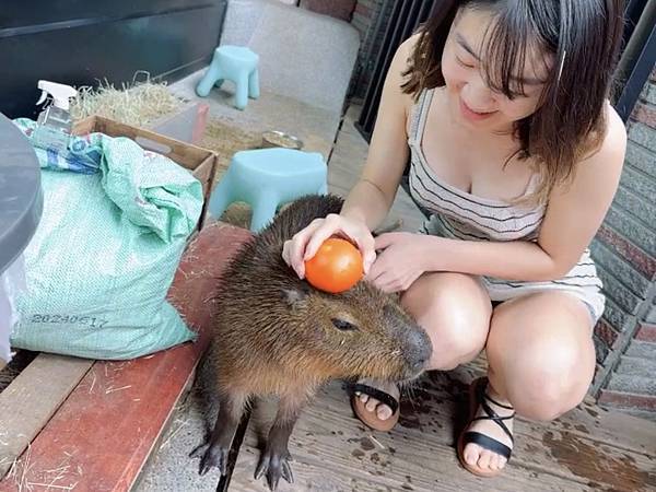 VS Hair｜台中髮廊｜西屯區最像動物園的理髮廳，來店看卡