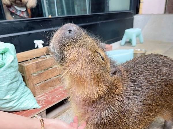 VS Hair｜台中髮廊｜西屯區最像動物園的理髮廳，來店看卡