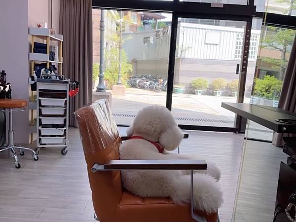 VS Hair｜台中髮廊｜西屯區最像動物園的理髮廳，來店看卡