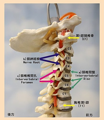 瑜珈解剖 頸椎課心得 銀柳閣樓 痞客邦 瑜珈解剖 頸椎課心得 銀柳閣樓 痞客邦