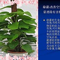 家庭常見植物的功效 (17).JPG
