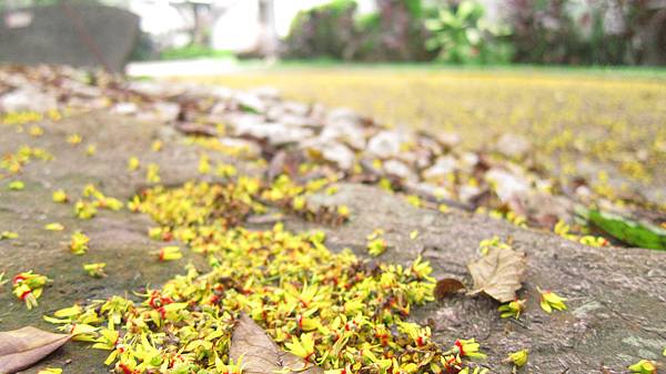 2011/10/5 系館前的黃花雪