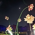 IMG_3378.jpeg