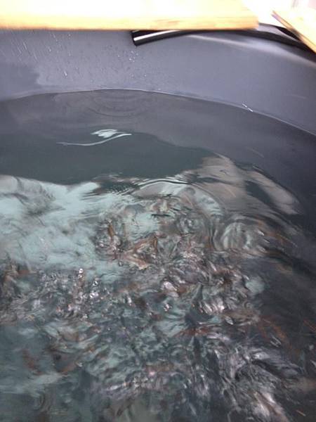 城田農場 加州鱸幼魚06