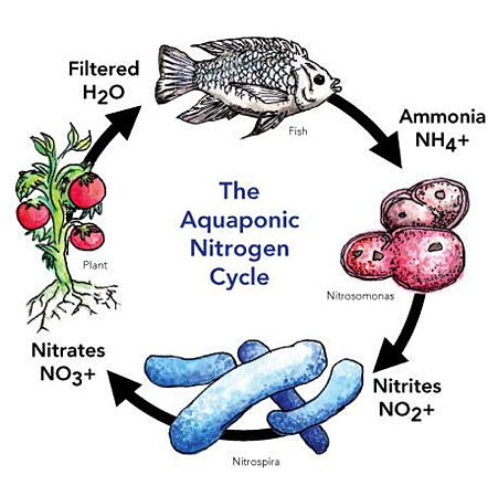 氮循環
