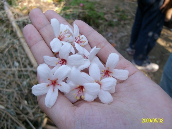 油桐花