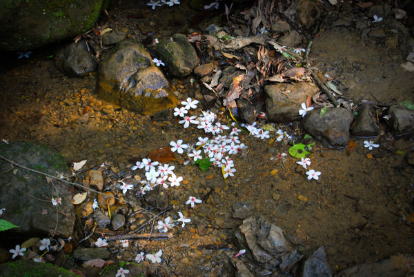 桐花漂