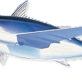 fishJet.png