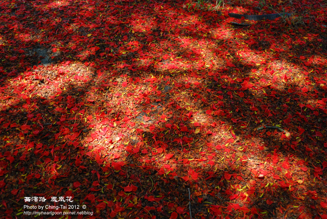 凤凰花铺成的地毯图片