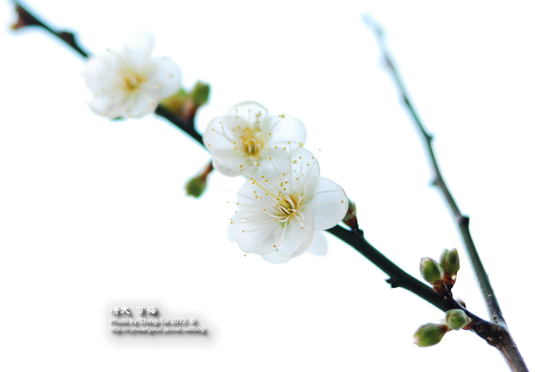 DSC_9557 DSC_9557
