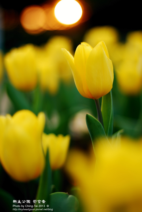 DSC_9613 DSC_9613