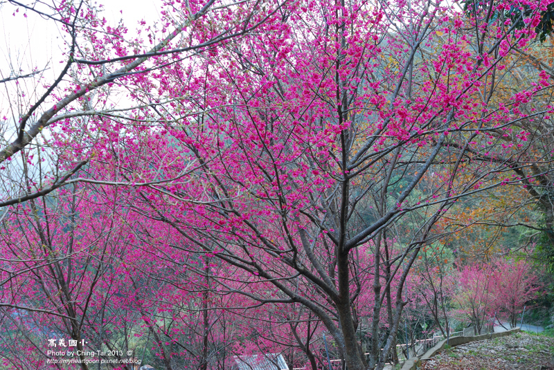 DSC_0437 DSC_0437