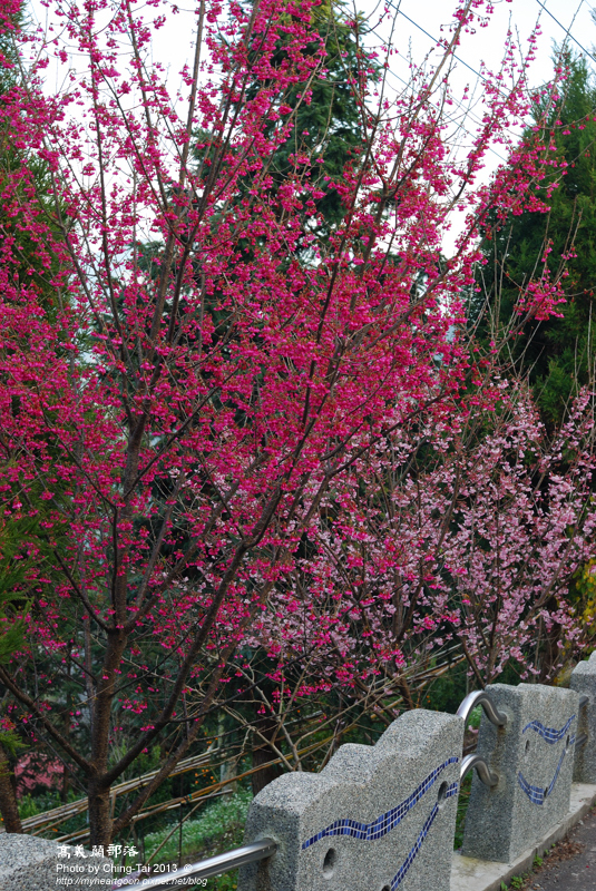 DSC_0493 DSC_0493