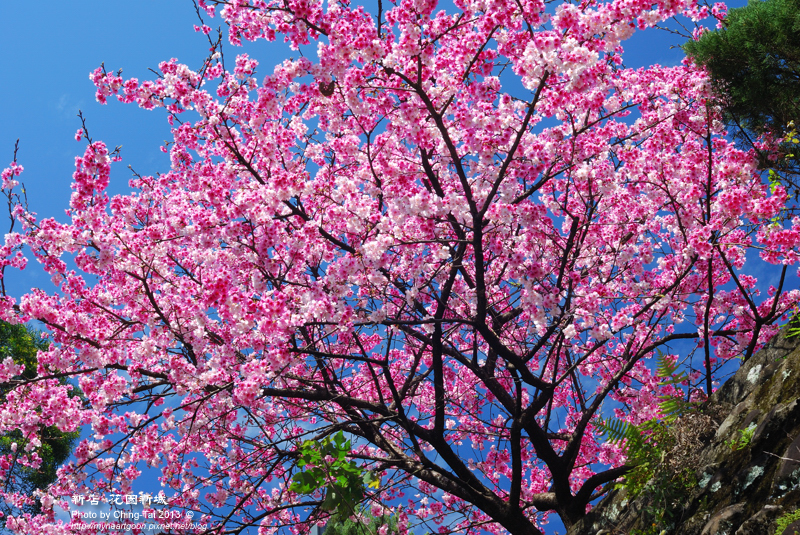 DSC_0666 DSC_0666
