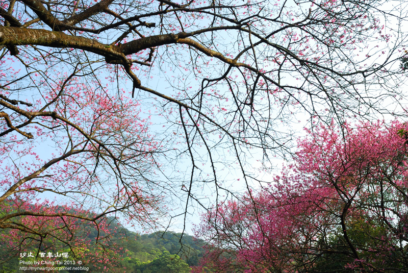 DSC_2993 DSC_2993