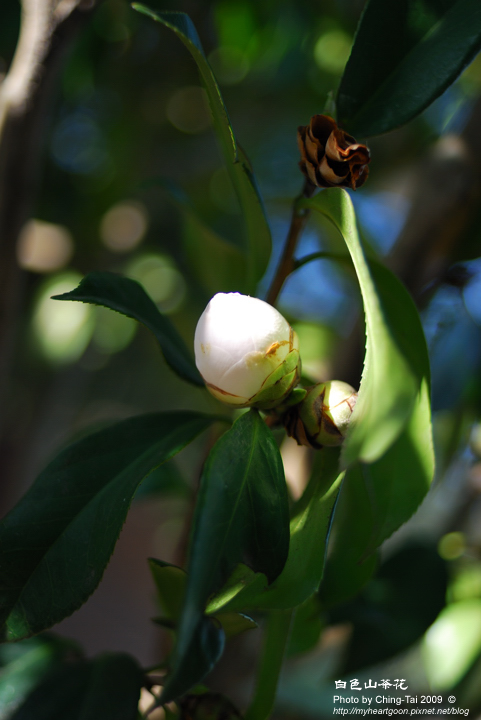 DSC_2558 DSC_2558