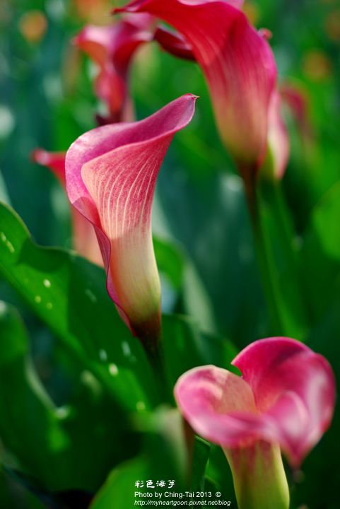 DSC_3396 DSC_3396