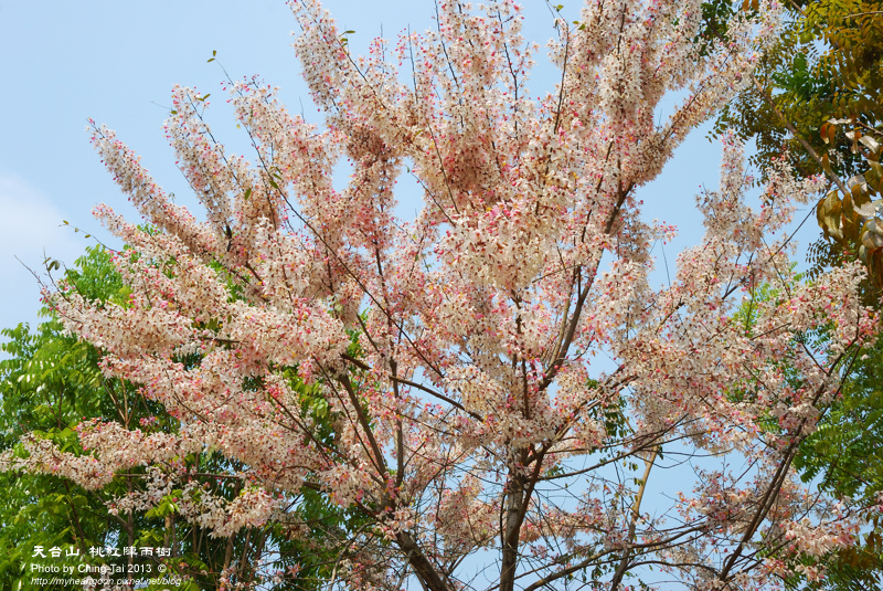 DSC_4638 DSC_4638