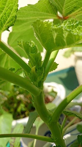 6313378305667072242 6313378305667072242