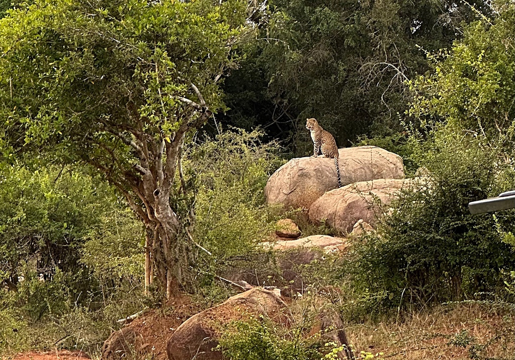 【斯里蘭卡自助】雅拉國家公園：12小時陸路Safari，錫蘭