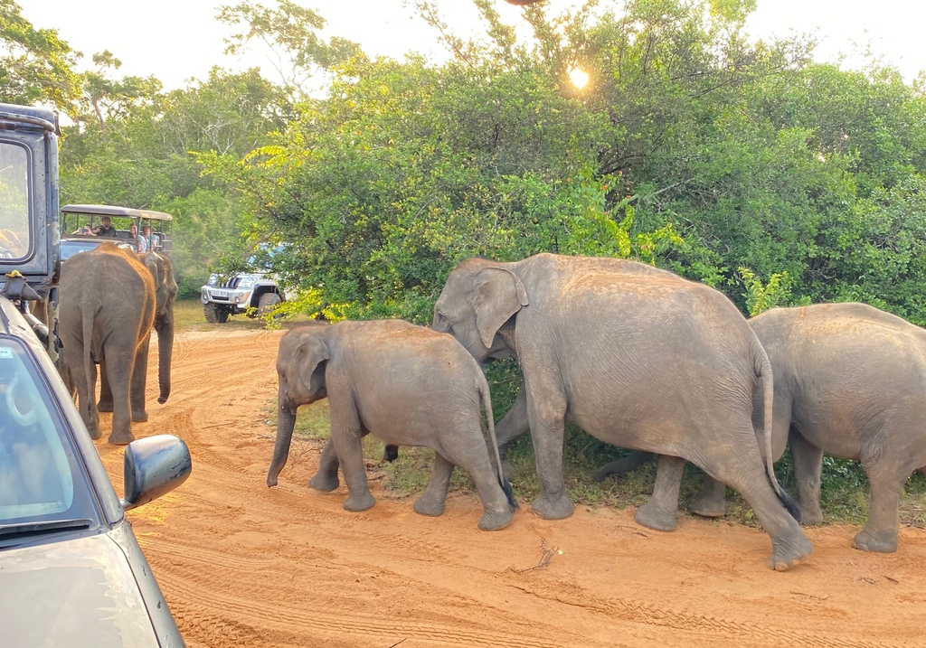 【斯里蘭卡自助】雅拉國家公園：12小時陸路Safari，錫蘭