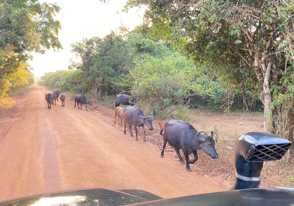 【斯里蘭卡自助】雅拉國家公園：12小時陸路Safari，錫蘭