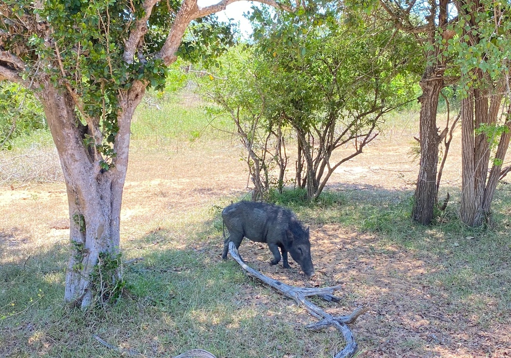 【斯里蘭卡自助】雅拉國家公園：12小時陸路Safari，錫蘭