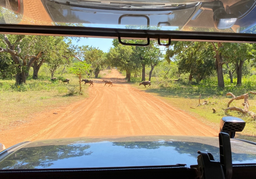 【斯里蘭卡自助】雅拉國家公園：12小時陸路Safari，錫蘭