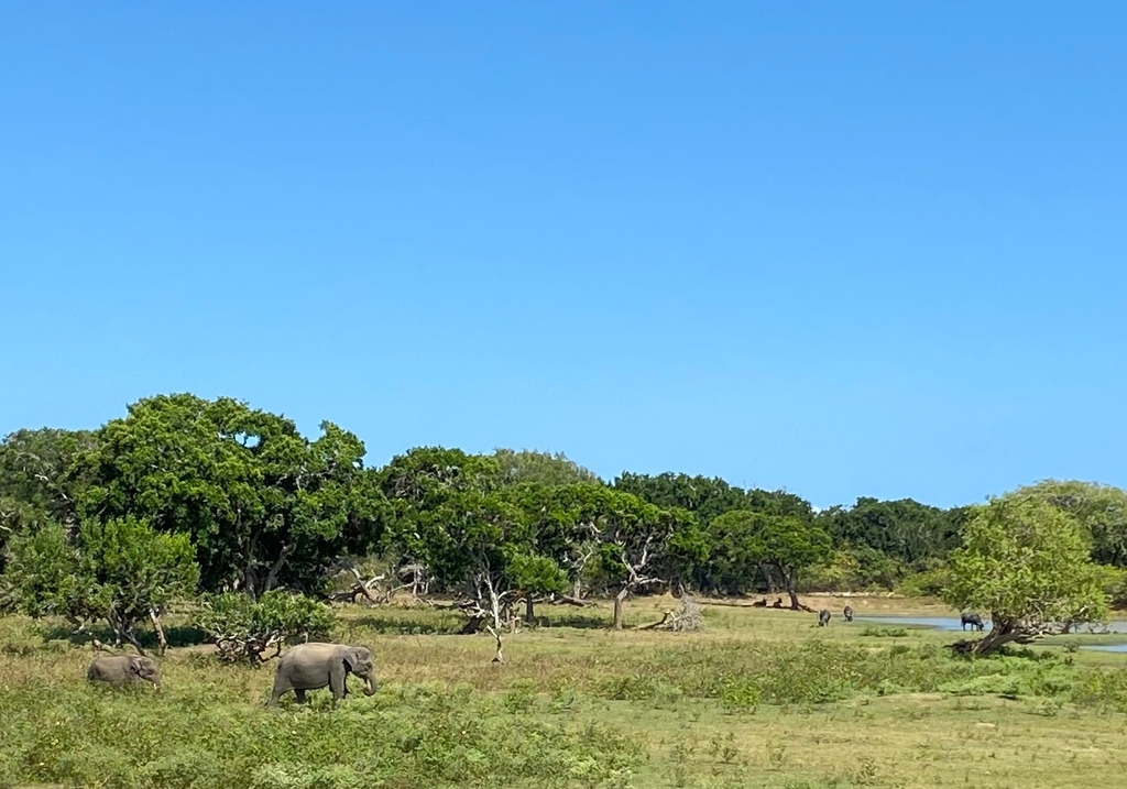 【斯里蘭卡自助】雅拉國家公園：12小時陸路Safari，錫蘭