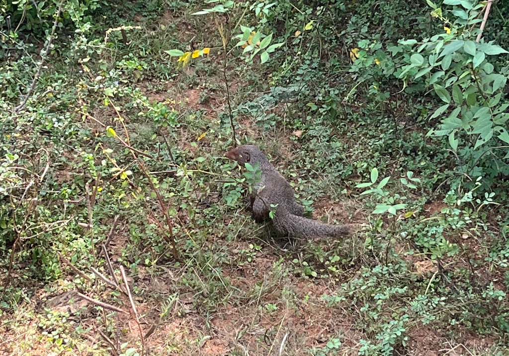 【斯里蘭卡自助】雅拉國家公園：12小時陸路Safari，錫蘭