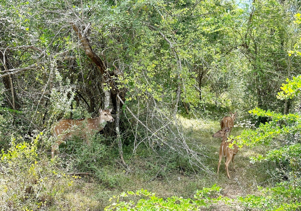 【斯里蘭卡自助】雅拉國家公園：12小時陸路Safari，錫蘭