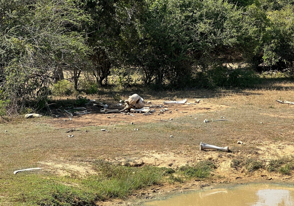 【斯里蘭卡自助】雅拉國家公園：12小時陸路Safari，錫蘭