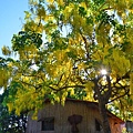 DSC_5339.JPG