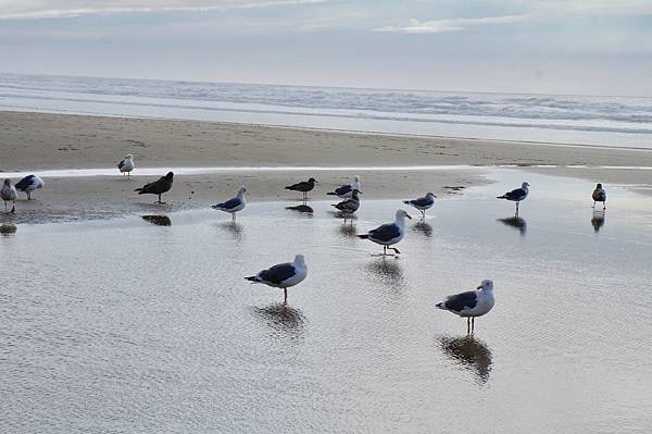 奧瑞岡州西北角海岸著名的Cannon Beach OR