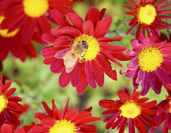 奧瑞岡州天鵝島大理花田Swan Island Dahlias