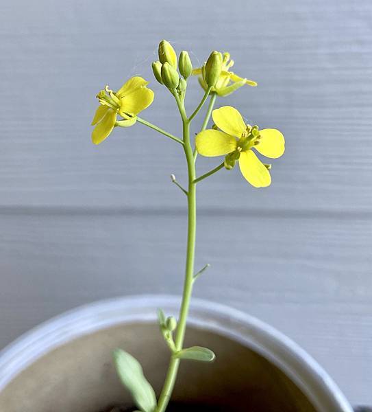 沒有種子也能種蔬菜Regrow from kitchen s