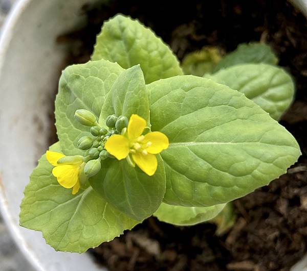 沒有種子也能種蔬菜Regrow from kitchen s