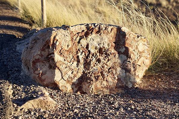 亞利桑納州石化林國家公園Petrified Forest N