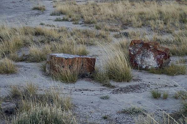 亞利桑納州石化林國家公園Petrified Forest N