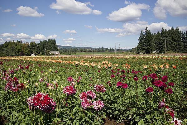 奧瑞岡州天鵝島大理花田Swan Island Dahlias