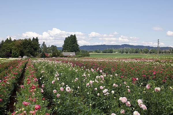 奧瑞岡州天鵝島大理花田Swan Island Dahlias