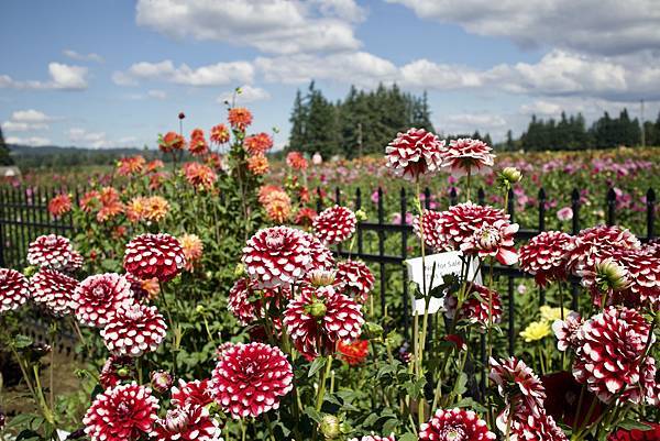 奧瑞岡州天鵝島大理花田Swan Island Dahlias