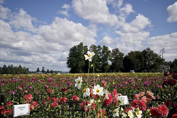 奧瑞岡州天鵝島大理花田Swan Island Dahlias