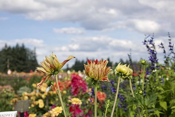 奧瑞岡州天鵝島大理花田Swan Island Dahlias