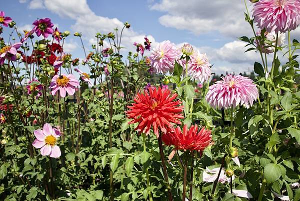 奧瑞岡州天鵝島大理花田Swan Island Dahlias